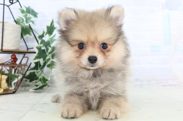 福岡県のハーフ犬・ミックス犬 (Coo&RIKU行橋店/2025年10月23日生まれ/女の子/ウルフセーブル)の子犬の1枚目の画像