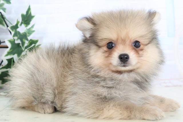 福岡県のハーフ犬・ミックス犬 (Coo&RIKU行橋店/2025年10月23日生まれ/女の子/ウルフセーブル)の子犬の2枚目の画像