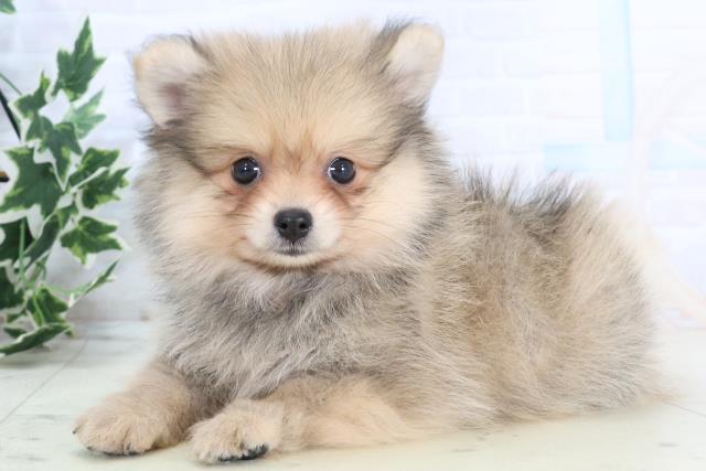 福岡県のハーフ犬・ミックス犬 (Coo&RIKU行橋店/2025年10月23日生まれ/女の子/ウルフセーブル)の子犬の3枚目の画像