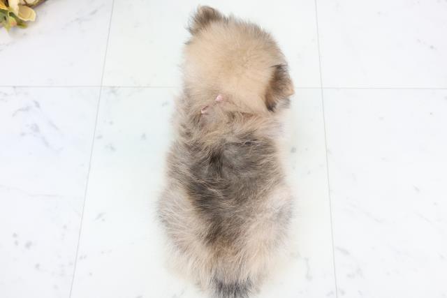 福岡県のハーフ犬・ミックス犬 (Coo&RIKU行橋店/2025年10月23日生まれ/女の子/ウルフセーブル)の子犬の4枚目の画像