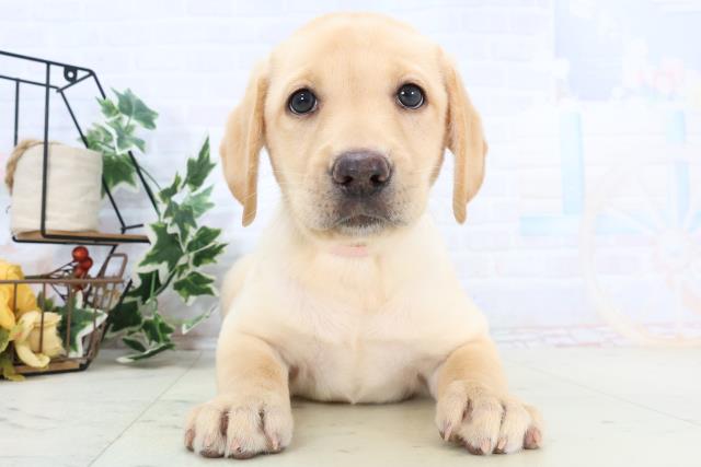 鳥取県のラブラドールレトリーバー (Coo&RIKUラ・ムー鳥取東店/2025年10月23日生まれ/女の子/イエロー)の子犬の1枚目の画像