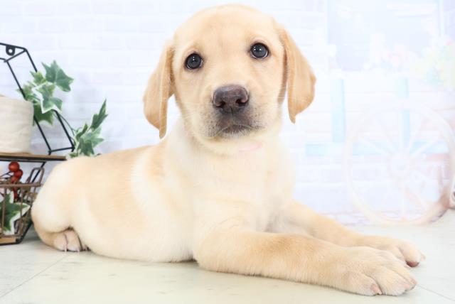 鳥取県のラブラドールレトリーバー (Coo&RIKUラ・ムー鳥取東店/2025年10月23日生まれ/女の子/イエロー)の子犬の2枚目の画像