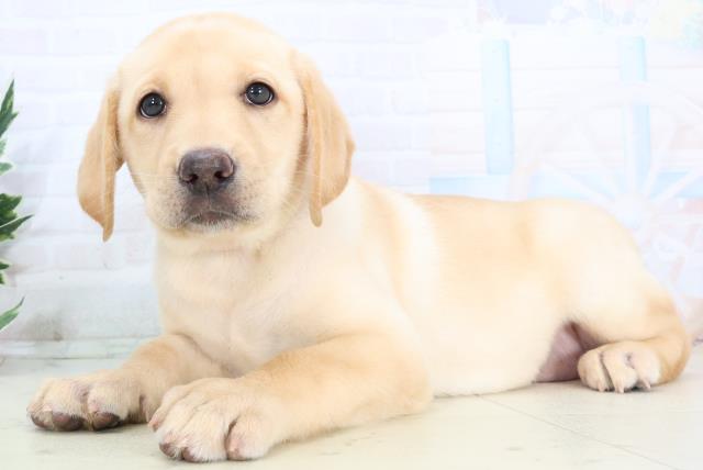 鳥取県のラブラドールレトリーバー (Coo&RIKUラ・ムー鳥取東店/2025年10月23日生まれ/女の子/イエロー)の子犬の3枚目の画像