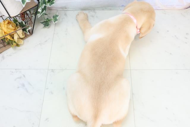 鳥取県のラブラドールレトリーバー (Coo&RIKUラ・ムー鳥取東店/2025年10月23日生まれ/女の子/イエロー)の子犬の4枚目の画像