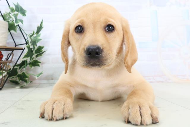 山口県のラブラドールレトリーバー (Coo&RIKUサンパークあじす店/2025年10月23日生まれ/女の子/イエロー)の子犬の1枚目の画像