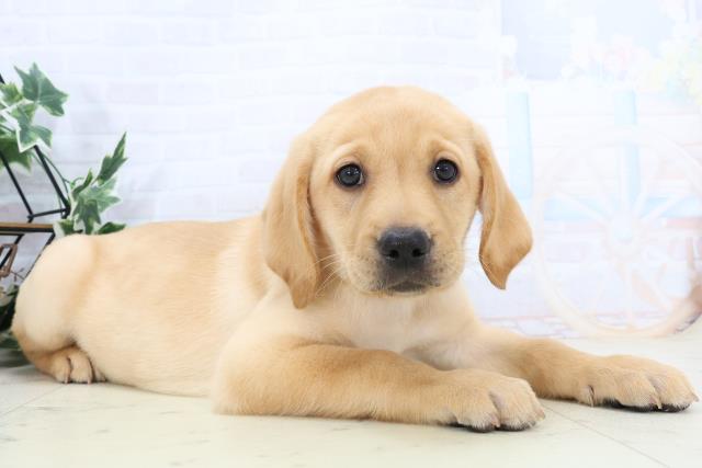 山口県のラブラドールレトリーバー (Coo&RIKUサンパークあじす店/2025年10月23日生まれ/女の子/イエロー)の子犬の2枚目の画像