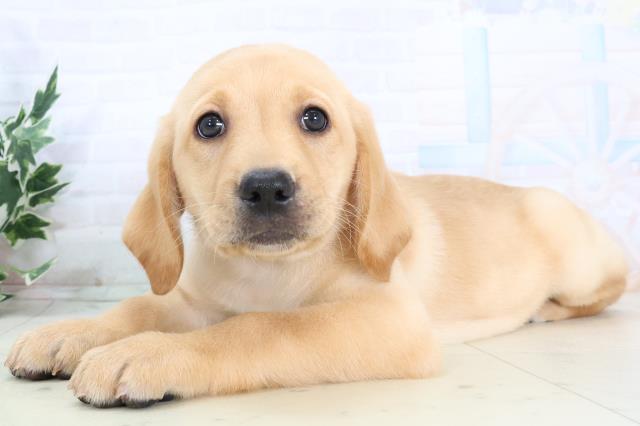 山口県のラブラドールレトリーバー (Coo&RIKUサンパークあじす店/2025年10月23日生まれ/女の子/イエロー)の子犬の3枚目の画像