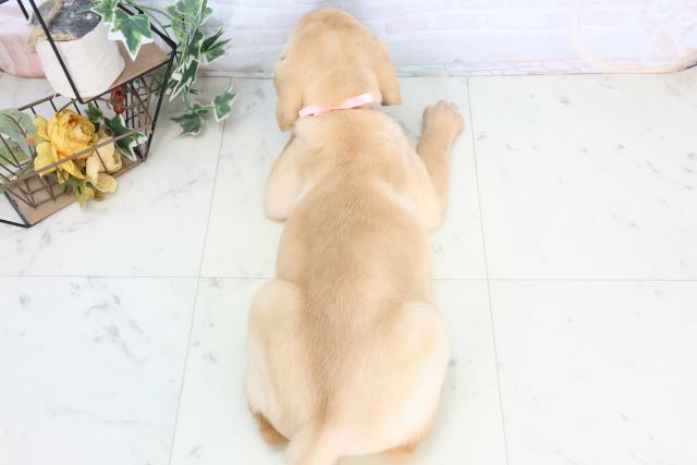 山口県のラブラドールレトリーバー (Coo&RIKUサンパークあじす店/2025年10月23日生まれ/女の子/イエロー)の子犬の4枚目の画像