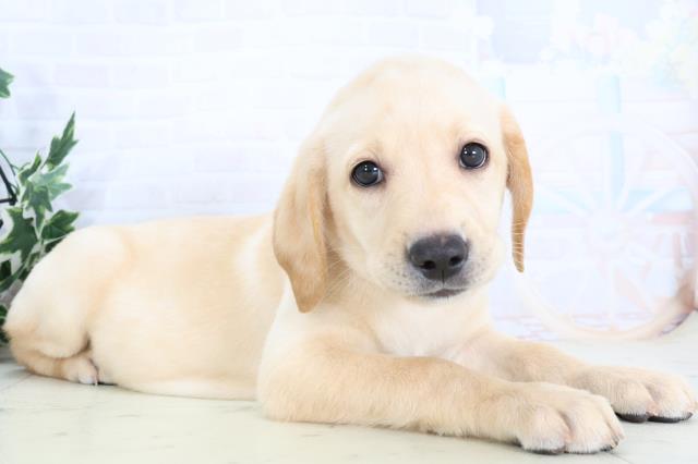 山口県のラブラドールレトリーバー (Coo&RIKUシーモール下関店/2025年10月23日生まれ/女の子/イエロー)の子犬の2枚目の画像