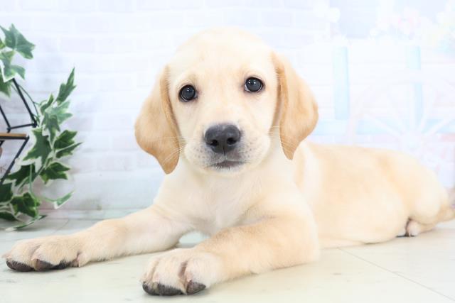 山口県のラブラドールレトリーバー (Coo&RIKUシーモール下関店/2025年10月23日生まれ/女の子/イエロー)の子犬の3枚目の画像