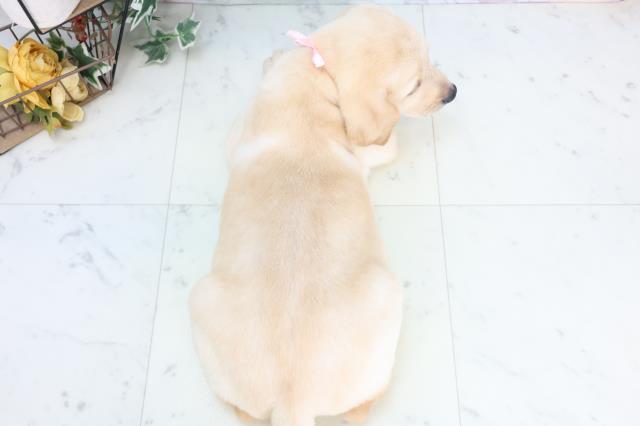 山口県のラブラドールレトリーバー (Coo&RIKUシーモール下関店/2025年10月23日生まれ/女の子/イエロー)の子犬の4枚目の画像
