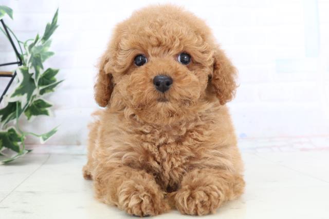 山口県のトイプードル(トイ) (Coo&RIKUシーモール下関店/2025年10月25日生まれ/男の子/オレンジフォーン)の子犬の1枚目の画像