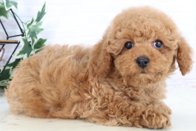 山口県のトイプードル(トイ) (Coo&RIKUシーモール下関店/2025年10月25日生まれ/男の子/オレンジフォーン)の子犬の2枚目の画像