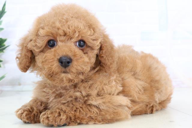 山口県のトイプードル(トイ) (Coo&RIKUシーモール下関店/2025年10月25日生まれ/男の子/オレンジフォーン)の子犬の3枚目の画像