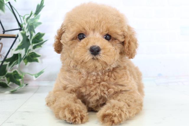 広島県のトイプードル(トイ) (Coo&RIKU福山店/2025年10月25日生まれ/男の子/オレンジフォーン)の子犬の1枚目の画像