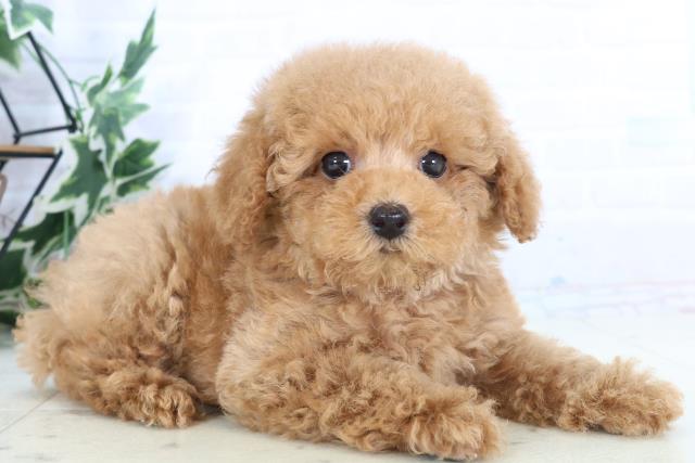 広島県のトイプードル(トイ) (Coo&RIKU福山店/2025年10月25日生まれ/男の子/オレンジフォーン)の子犬の2枚目の画像