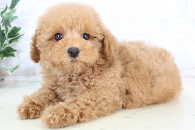 広島県のトイプードル(トイ) (Coo&RIKU福山店/2025年10月25日生まれ/男の子/オレンジフォーン)の子犬の3枚目の画像