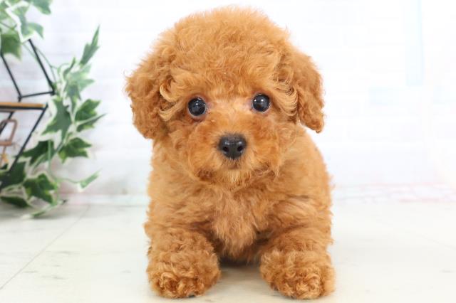 福岡県のトイプードル(トイ) (Coo&RIKUゆめタウン飯塚店/2025年10月25日生まれ/女の子/レッドフォーン)の子犬