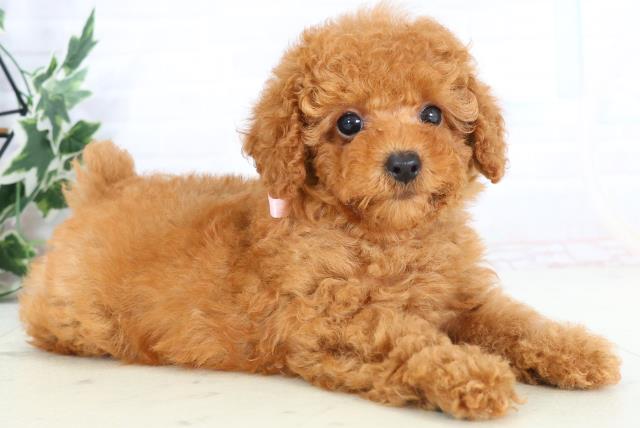 福岡県のトイプードル(トイ) (Coo&RIKUゆめタウン飯塚店/2025年10月25日生まれ/女の子/レッドフォーン)の子犬の2枚目の画像