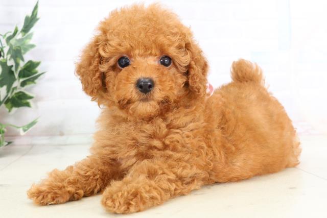 福岡県のトイプードル(トイ) (Coo&RIKUゆめタウン飯塚店/2025年10月25日生まれ/女の子/レッドフォーン)の子犬の3枚目の画像