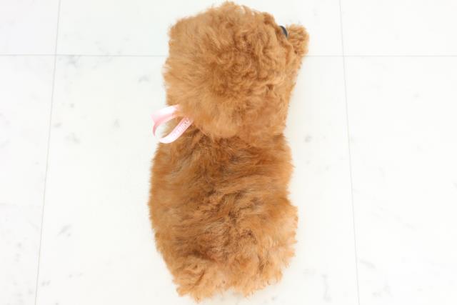 福岡県のトイプードル(トイ) (Coo&RIKUゆめタウン飯塚店/2025年10月25日生まれ/女の子/レッドフォーン)の子犬の4枚目の画像