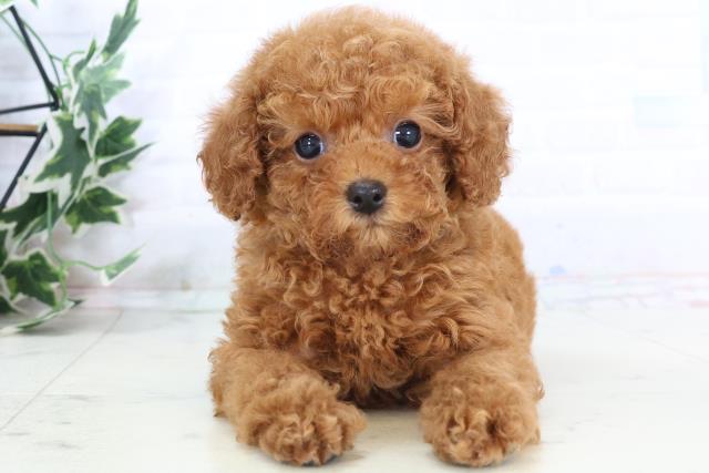 長崎県のトイプードル(トイ) (Coo&RIKU大村店/2025年10月25日生まれ/女の子/レッドフォーン)の子犬の1枚目の画像