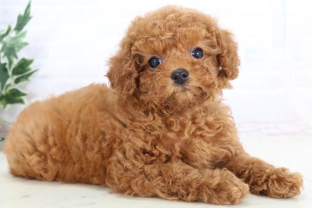 長崎県のトイプードル(トイ) (Coo&RIKU大村店/2025年10月25日生まれ/女の子/レッドフォーン)の子犬の2枚目の画像