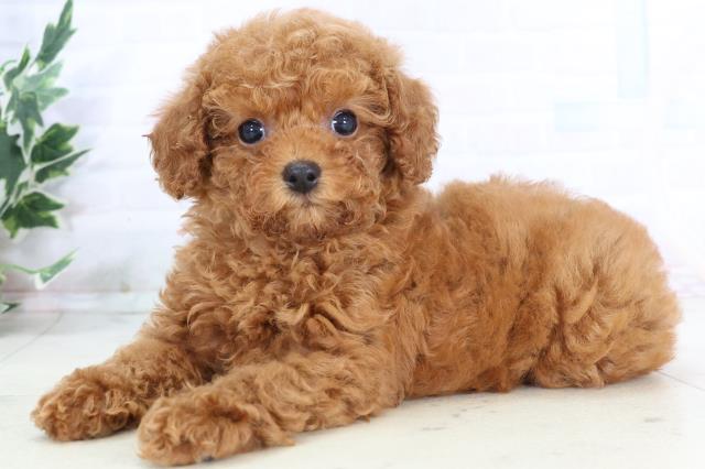 長崎県のトイプードル(トイ) (Coo&RIKU大村店/2025年10月25日生まれ/女の子/レッドフォーン)の子犬の3枚目の画像