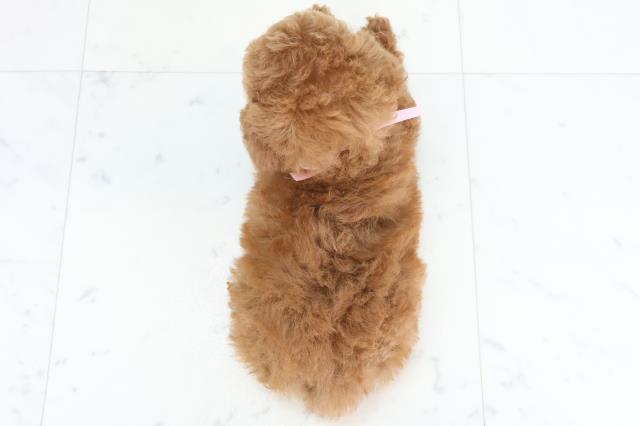 長崎県のトイプードル(トイ) (Coo&RIKU大村店/2025年10月25日生まれ/女の子/レッドフォーン)の子犬の4枚目の画像