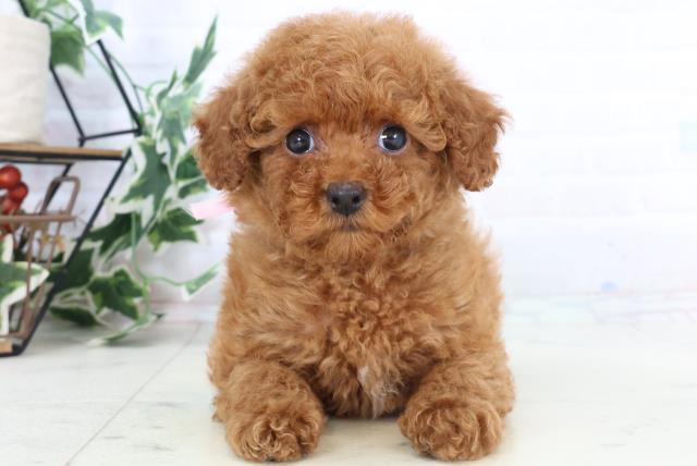 佐賀県のトイプードル(トイ) (Coo&RIKU佐賀神埼店/2025年10月25日生まれ/女の子/レッドフォーン)の子犬