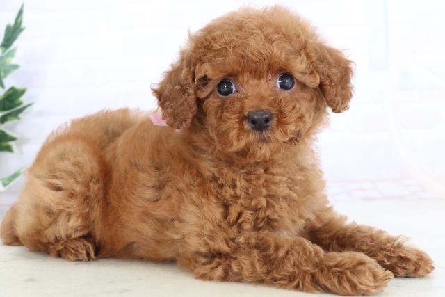 佐賀県のトイプードル(トイ) (Coo&RIKU佐賀神埼店/2025年10月25日生まれ/女の子/レッドフォーン)の子犬の2枚目の画像