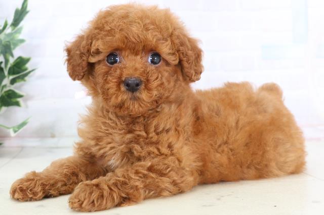 佐賀県のトイプードル(トイ) (Coo&RIKU佐賀神埼店/2025年10月25日生まれ/女の子/レッドフォーン)の子犬の3枚目の画像