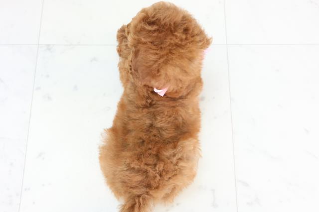 佐賀県のトイプードル(トイ) (Coo&RIKU佐賀神埼店/2025年10月25日生まれ/女の子/レッドフォーン)の子犬の4枚目の画像