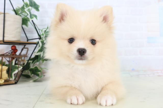 岡山県のポメラニアン (Coo&RIKU岡山店/2025年10月26日生まれ/男の子/クリーム)の子犬の1枚目の画像