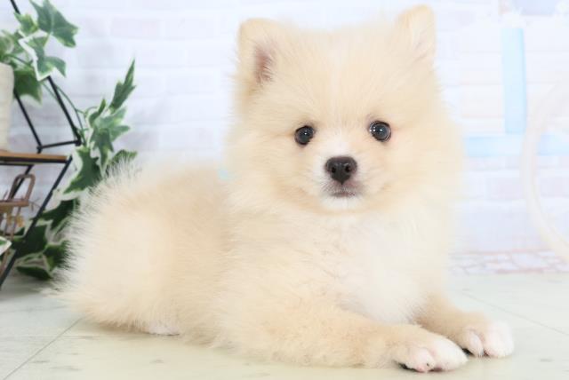 岡山県のポメラニアン (Coo&RIKU岡山店/2025年10月26日生まれ/男の子/クリーム)の子犬の2枚目の画像