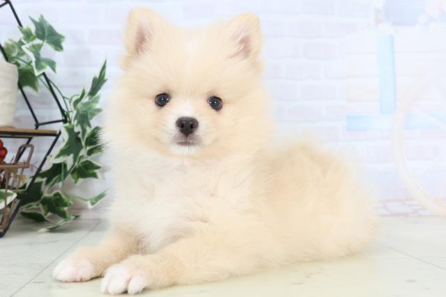 岡山県のポメラニアン (Coo&RIKU岡山店/2025年10月26日生まれ/男の子/クリーム)の子犬の3枚目の画像