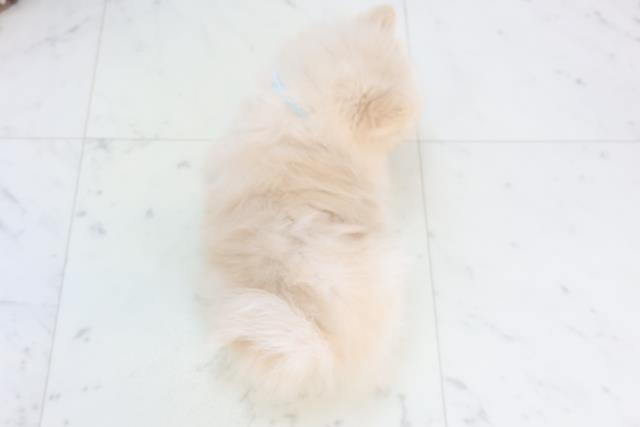 岡山県のポメラニアン (Coo&RIKU岡山店/2025年10月26日生まれ/男の子/クリーム)の子犬の4枚目の画像