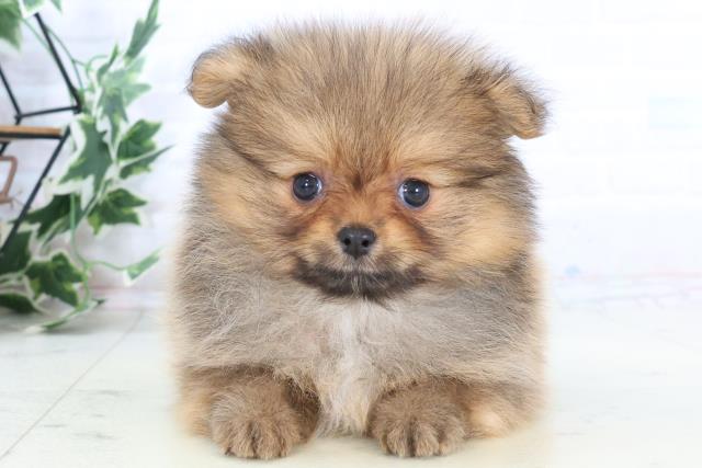 愛媛県のポメラニアン (Coo&RIKU愛媛松山店/2025年10月26日生まれ/女の子/ウルフセーブル)の子犬の1枚目の画像