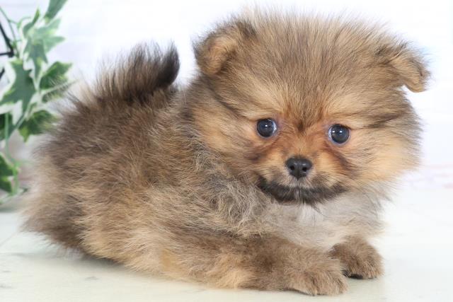 愛媛県のポメラニアン (Coo&RIKU愛媛松山店/2025年10月26日生まれ/女の子/ウルフセーブル)の子犬の2枚目の画像