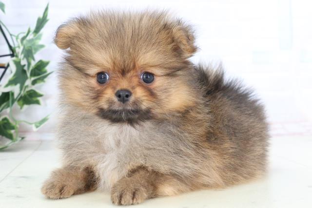 愛媛県のポメラニアン (Coo&RIKU愛媛松山店/2025年10月26日生まれ/女の子/ウルフセーブル)の子犬の3枚目の画像