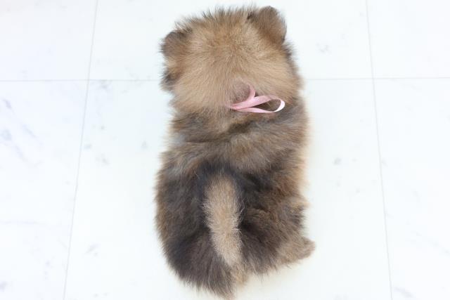 愛媛県のポメラニアン (Coo&RIKU愛媛松山店/2025年10月26日生まれ/女の子/ウルフセーブル)の子犬の4枚目の画像