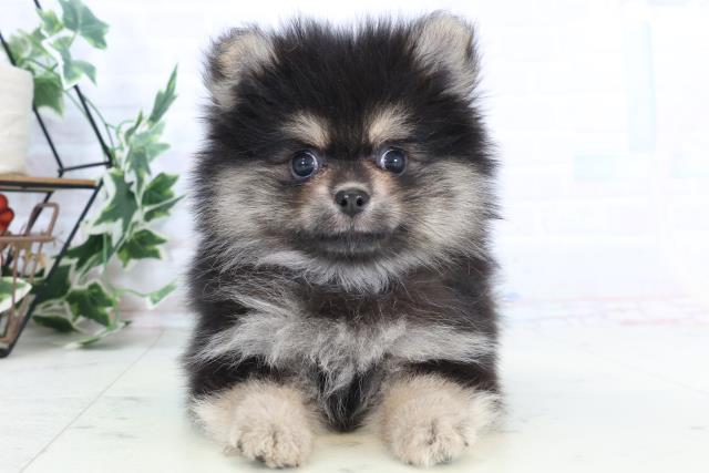 広島県のポメラニアン (Coo&RIKU広島北店/2025年10月26日生まれ/女の子/ブラックタン)の子犬の1枚目の画像
