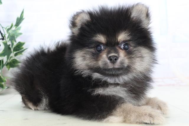 広島県のポメラニアン (Coo&RIKU広島北店/2025年10月26日生まれ/女の子/ブラックタン)の子犬の2枚目の画像