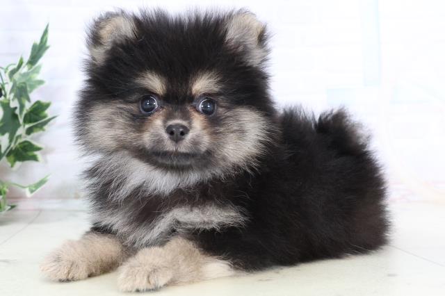 広島県のポメラニアン (Coo&RIKU広島北店/2025年10月26日生まれ/女の子/ブラックタン)の子犬の3枚目の画像