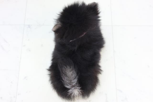 広島県のポメラニアン (Coo&RIKU広島北店/2025年10月26日生まれ/女の子/ブラックタン)の子犬の4枚目の画像