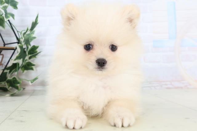 福岡県のポメラニアン (Coo&RIKU福岡古賀店/2025年10月26日生まれ/女の子/クリーム)の子犬
