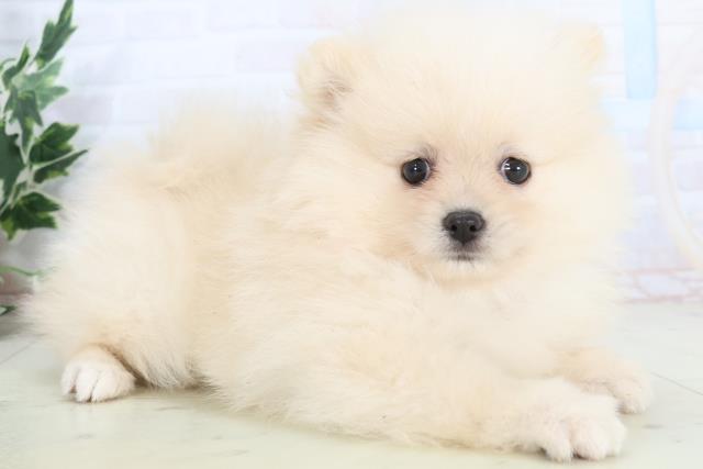 福岡県のポメラニアン (Coo&RIKU福岡古賀店/2025年10月26日生まれ/女の子/クリーム)の子犬の2枚目の画像