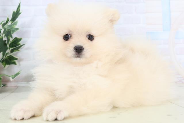福岡県のポメラニアン (Coo&RIKU福岡古賀店/2025年10月26日生まれ/女の子/クリーム)の子犬の3枚目の画像
