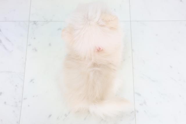 福岡県のポメラニアン (Coo&RIKU福岡古賀店/2025年10月26日生まれ/女の子/クリーム)の子犬の4枚目の画像