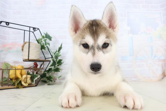 広島県のシベリアンハスキー (Coo&RIKUゆめタウン大竹店/2025年10月20日生まれ/女の子/シルバーホワイト)の子犬の1枚目の画像